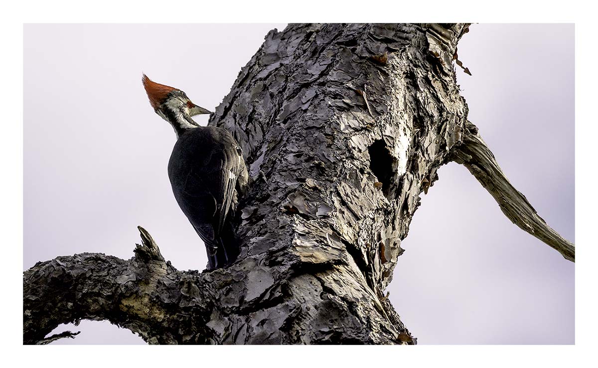 Audubon Corkscrew Swamp