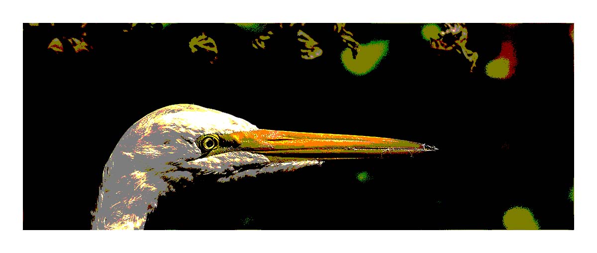 Audubon Corkscrew Swamp