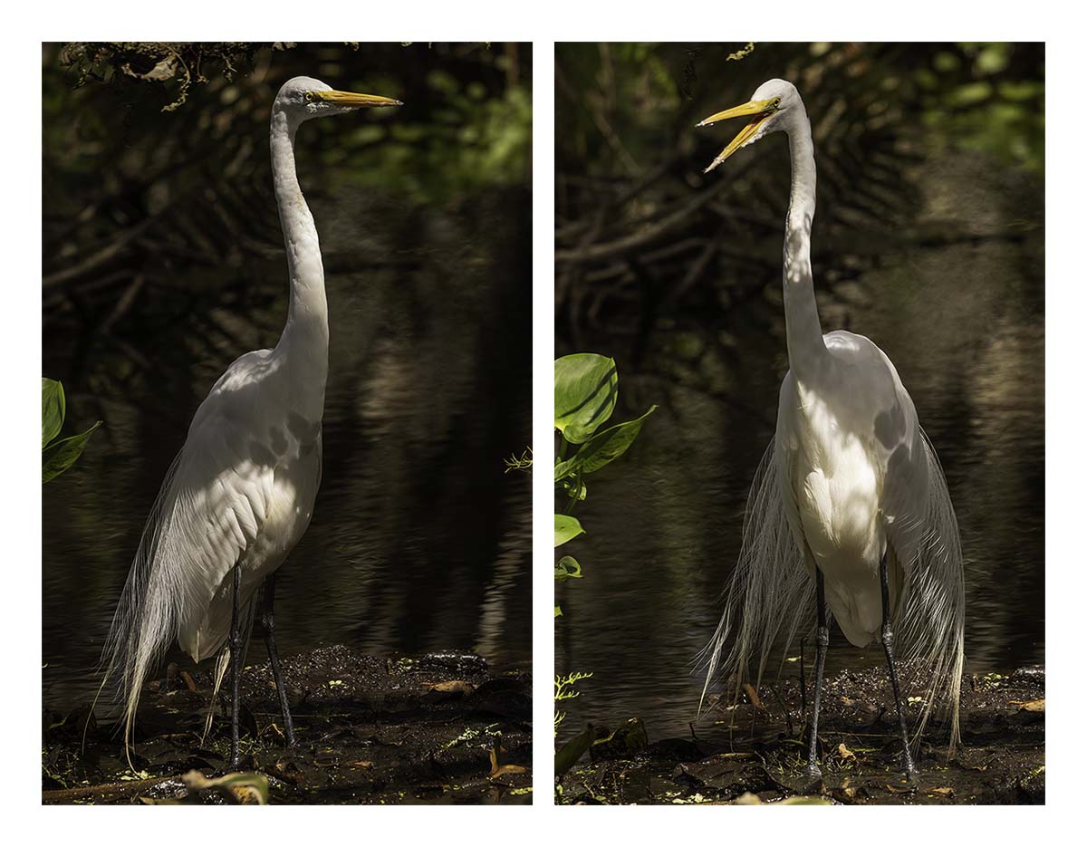 Audubon Corkscrew Swamp