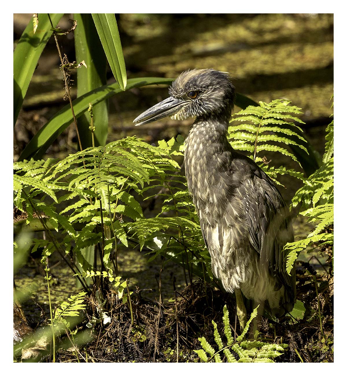 Audubon Corkscrew Swamp