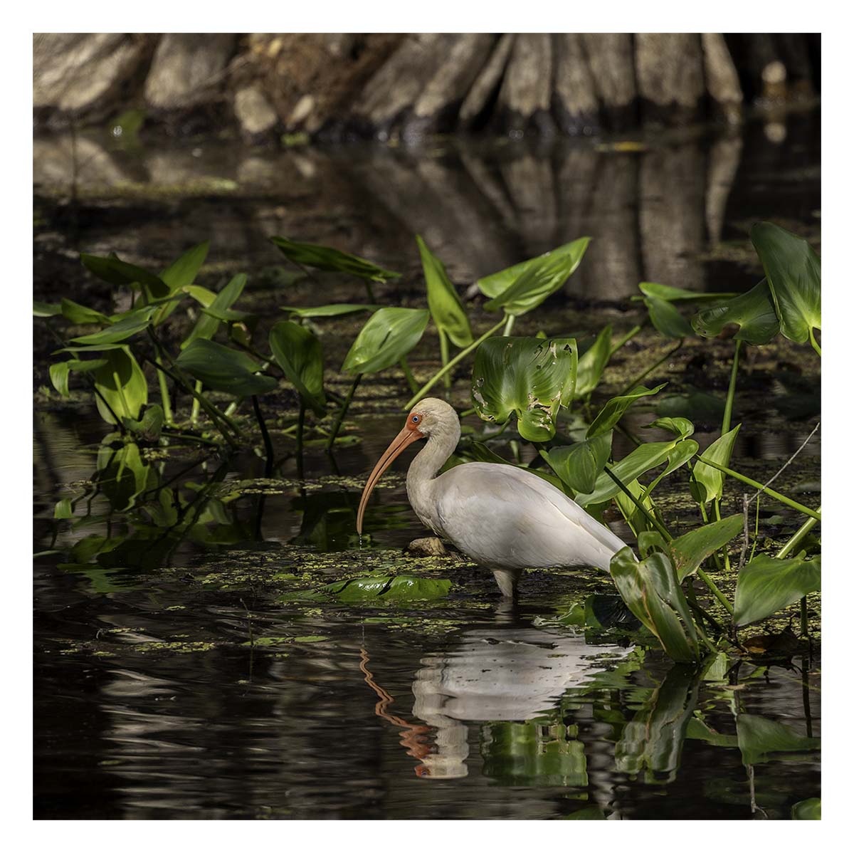 Audubon Corkscrew Swamp
