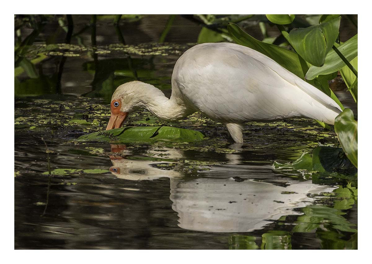 Audubon Corkscrew Swamp
