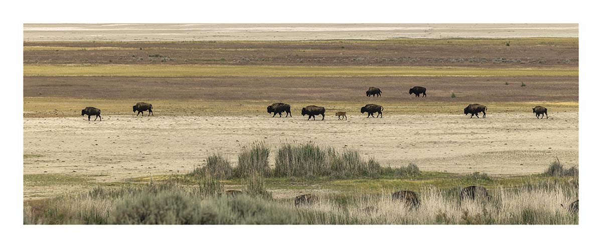 Antelope Island SP