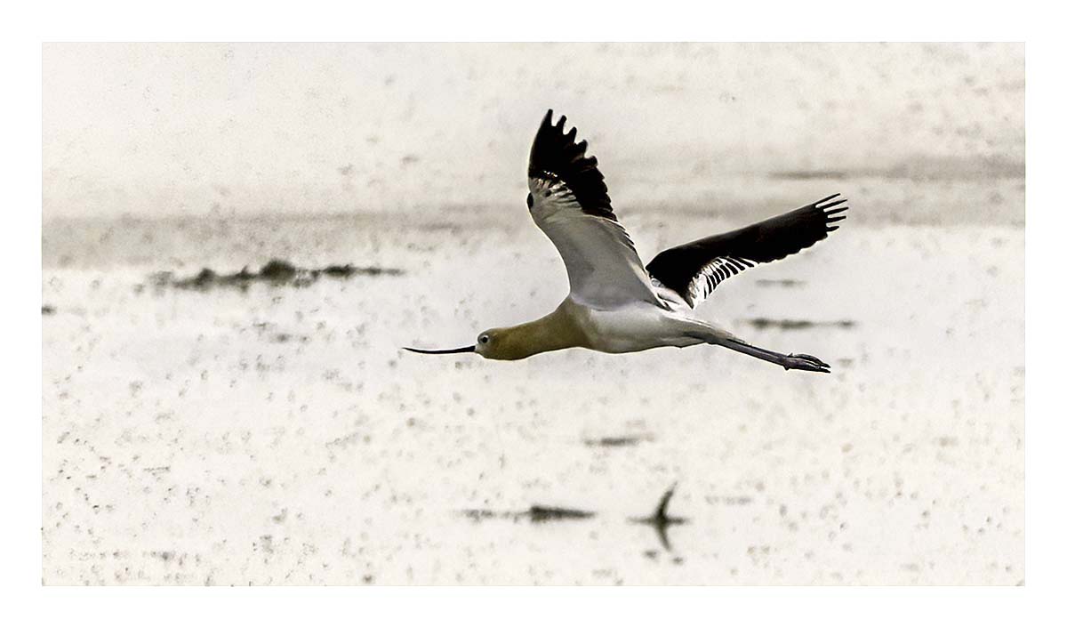 Antelope Island SP