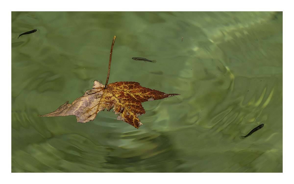 Blue Spring SP