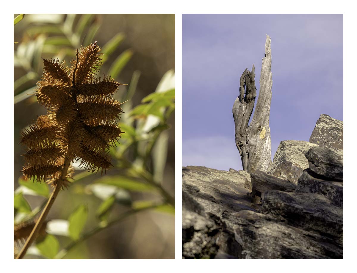 Custer State Park