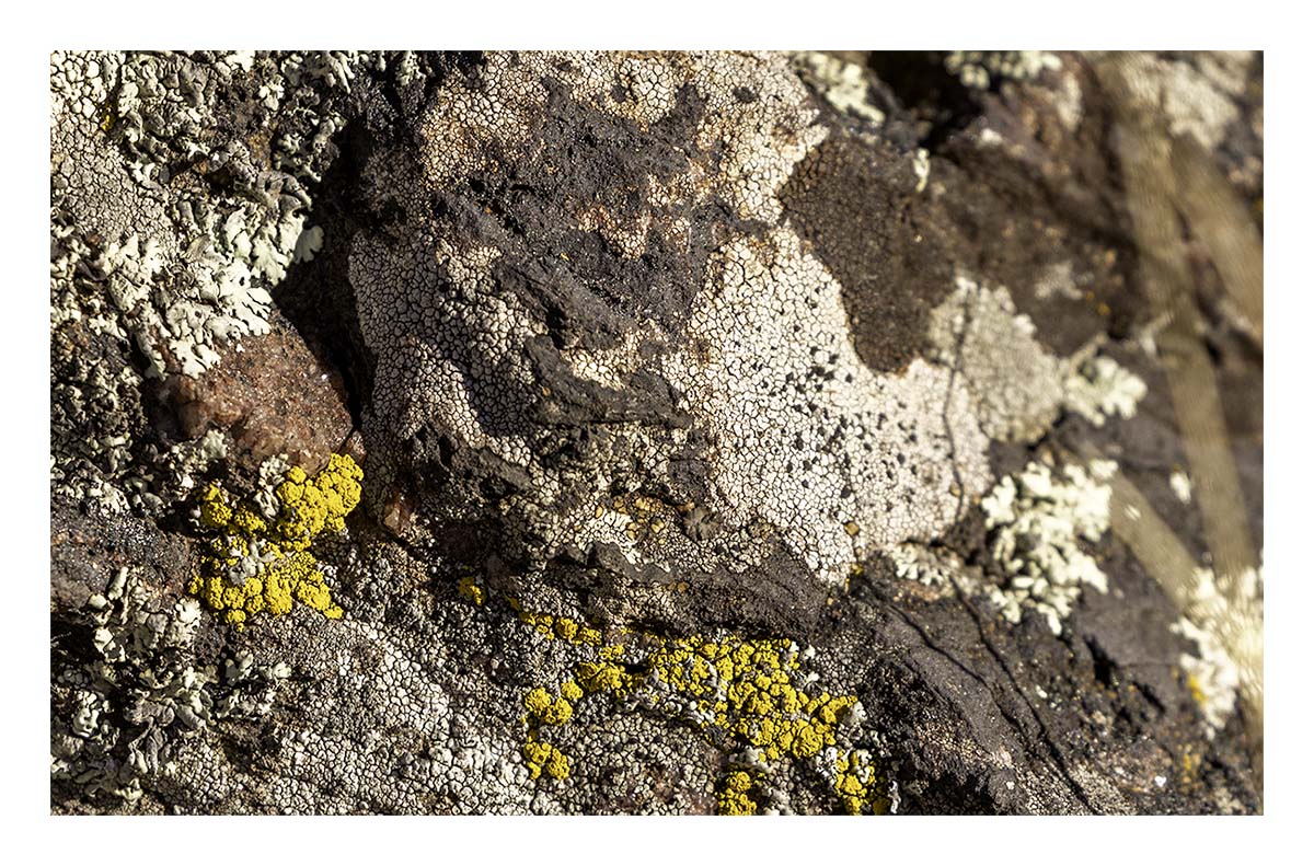 Custer State Park