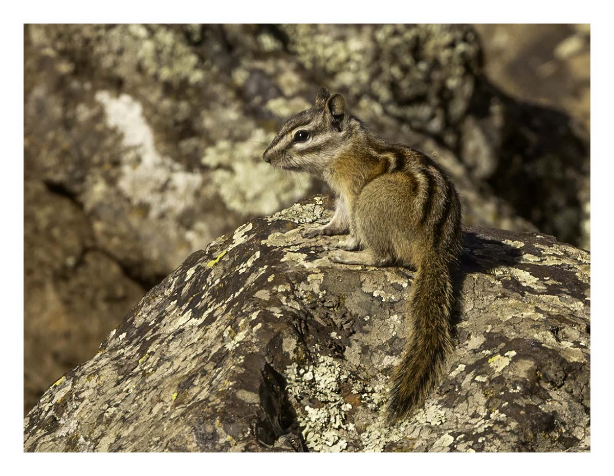 Custer State Park