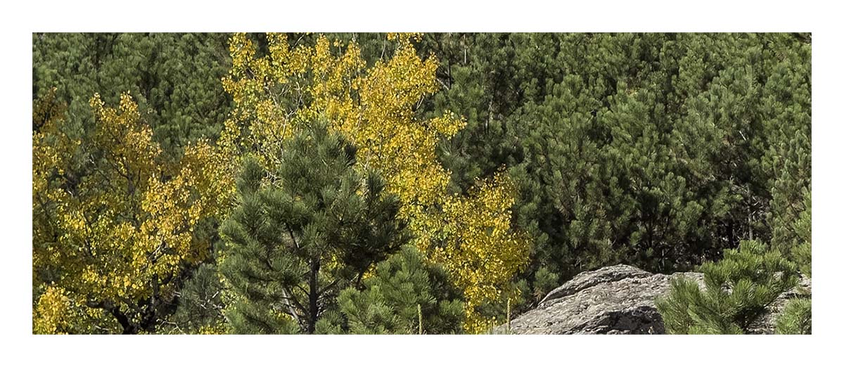 Custer State Park
