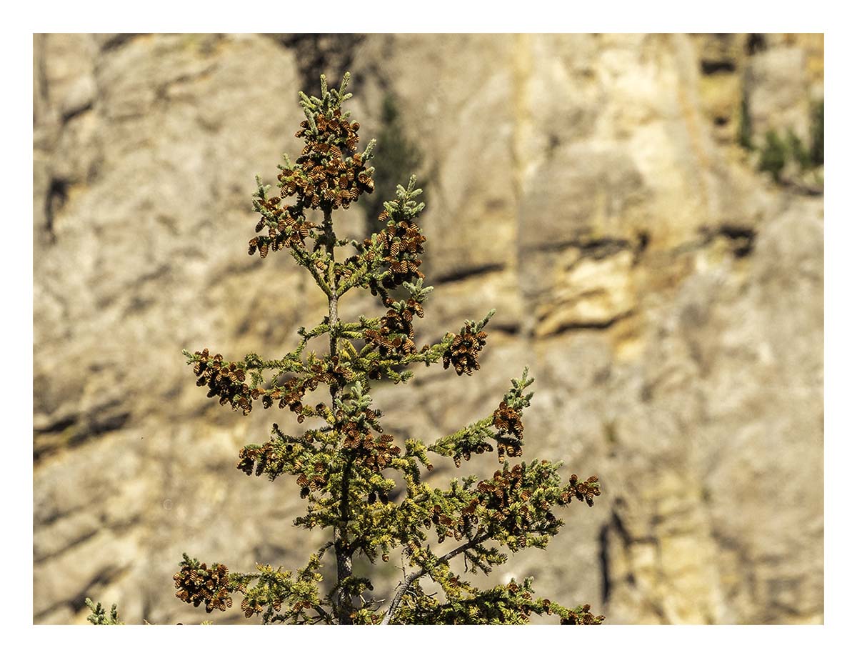 Custer State Park