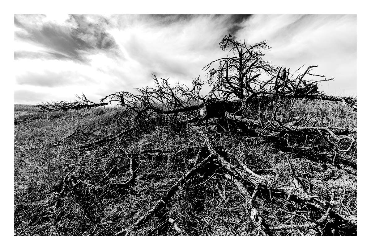 Custer State Park