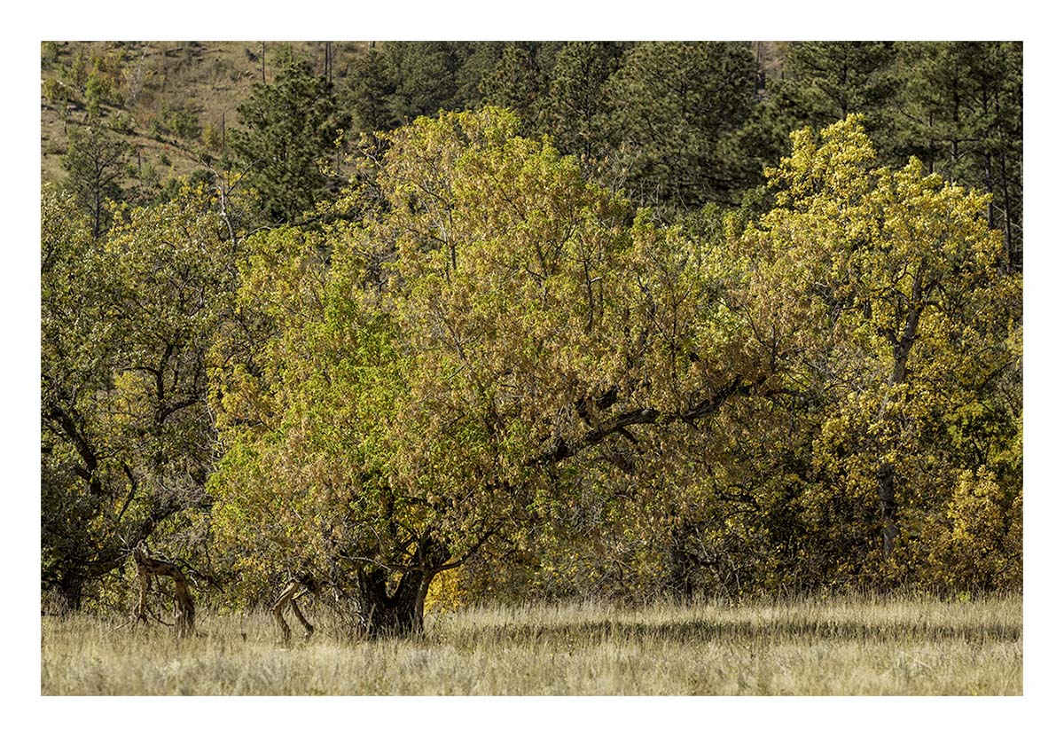 Custer State Park