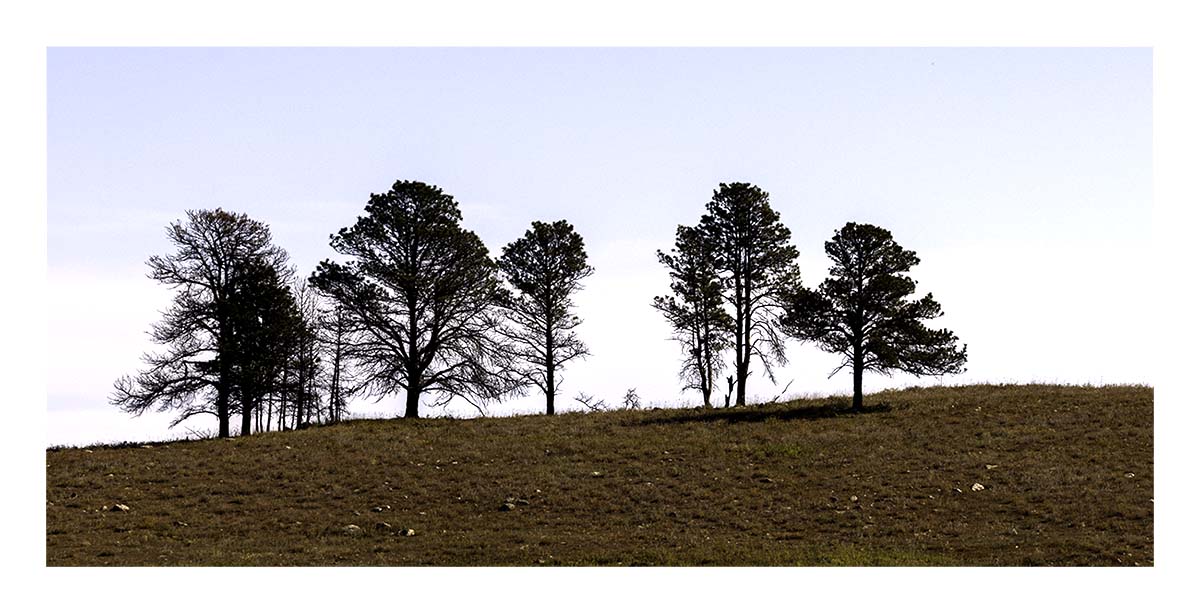 Custer State Park