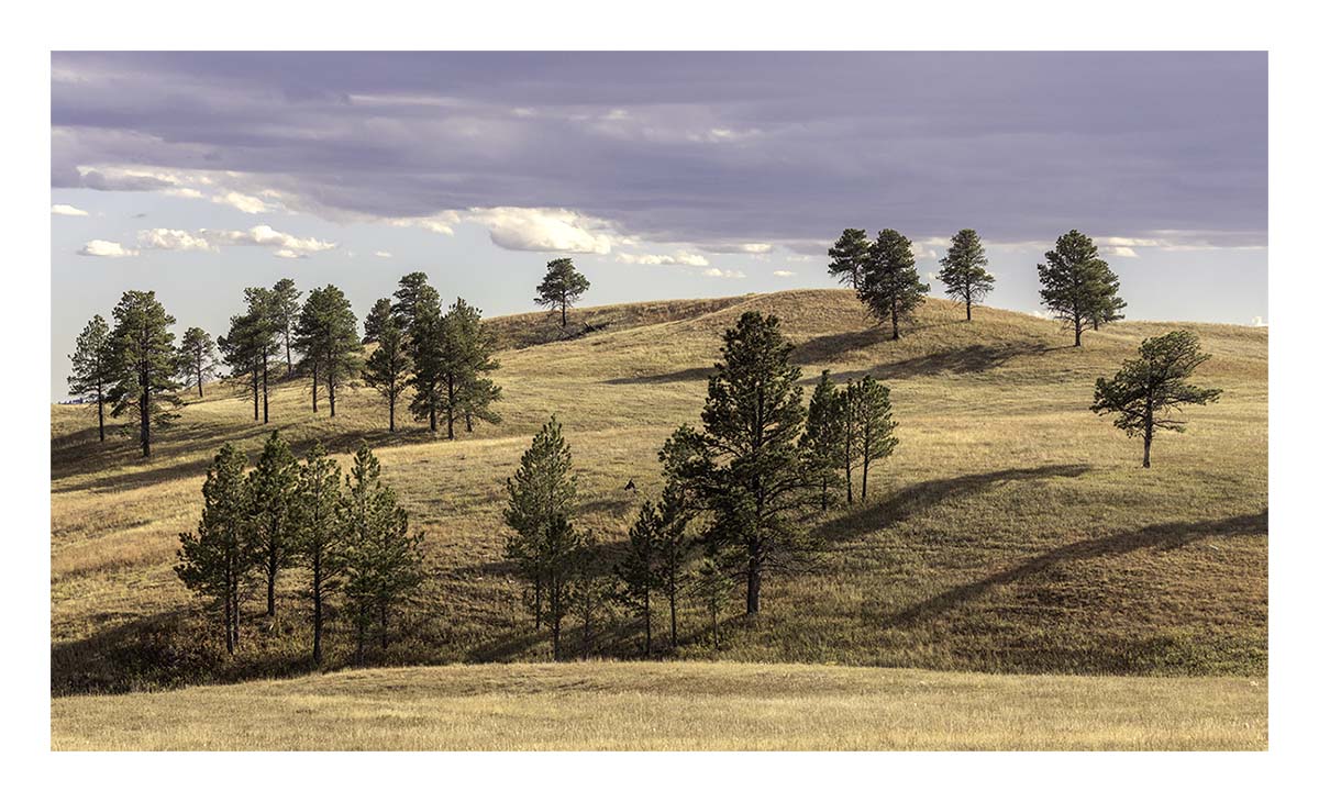 Custer State Park