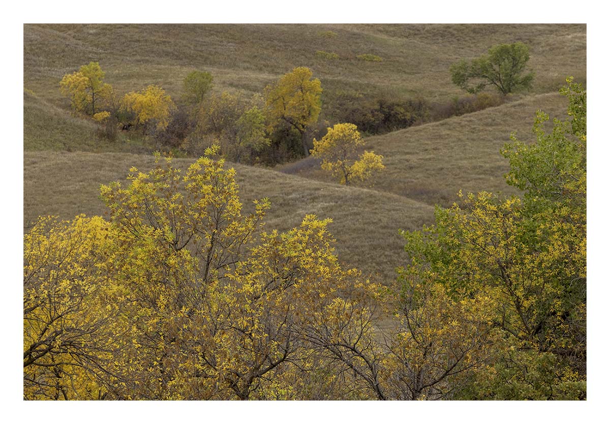 Custer State Park