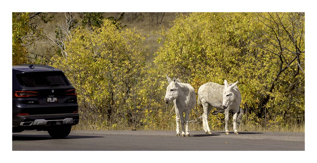 Custer State Park