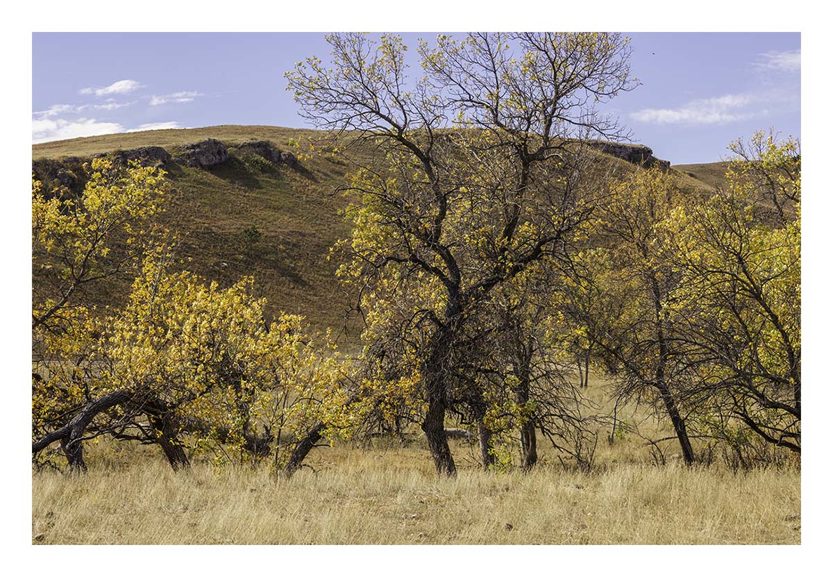 Custer State Park