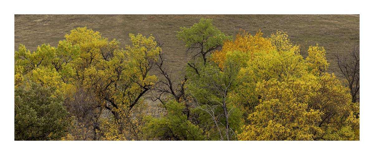 Custer State Park