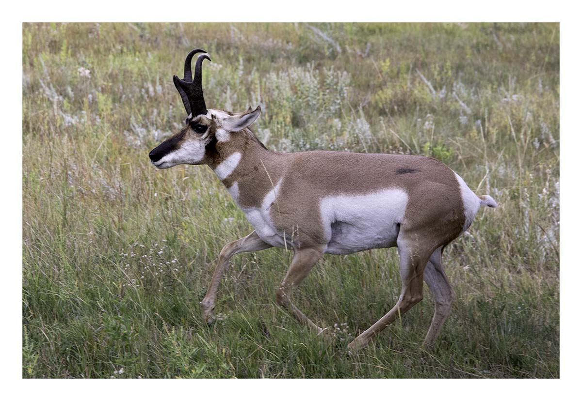 Custer State Park