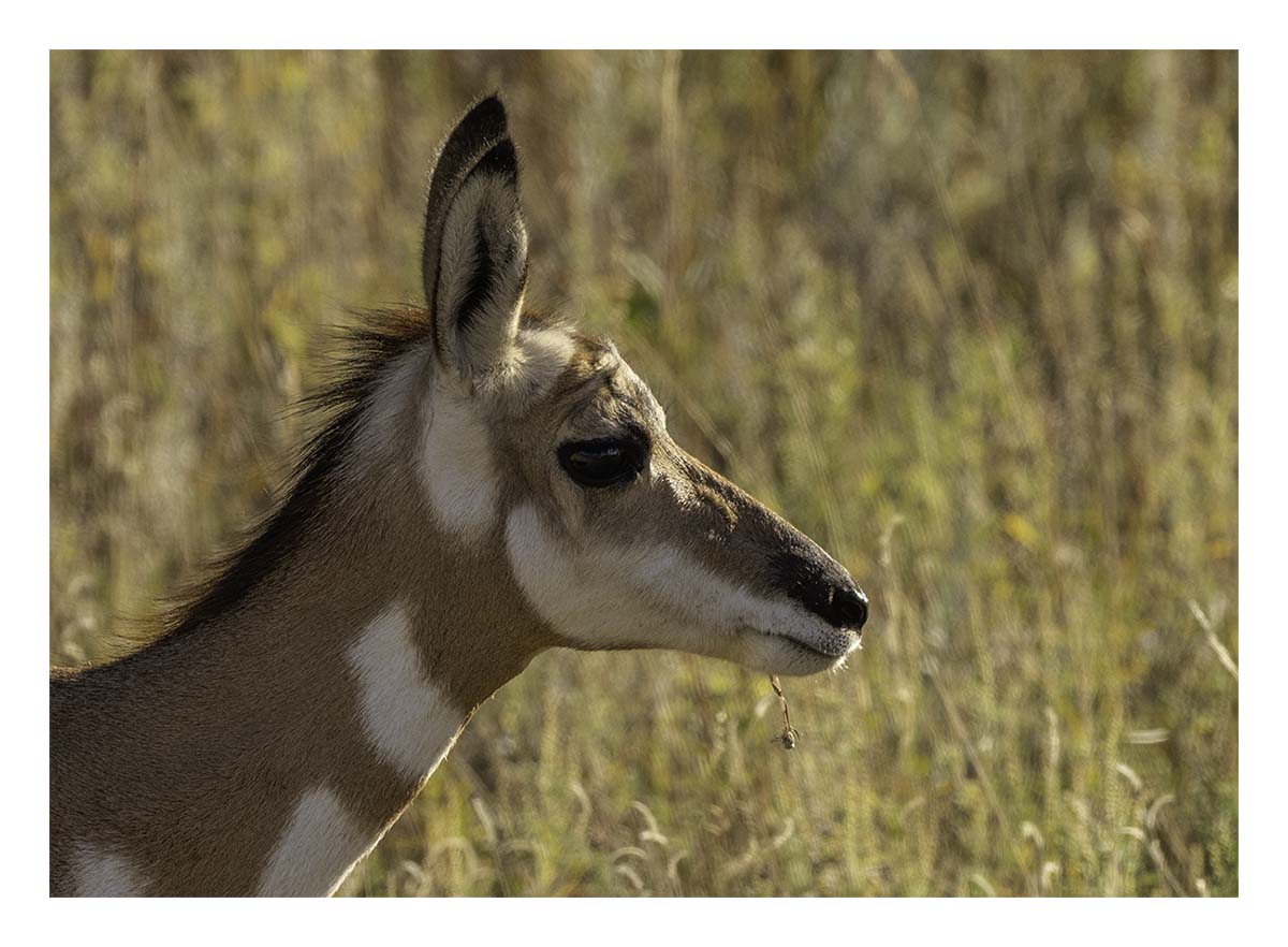 Custer State Park