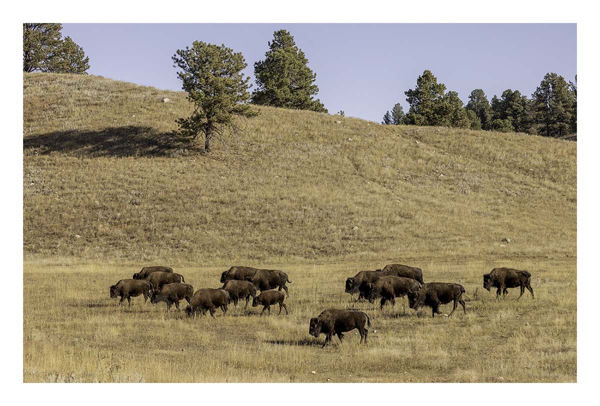 Custer State Park