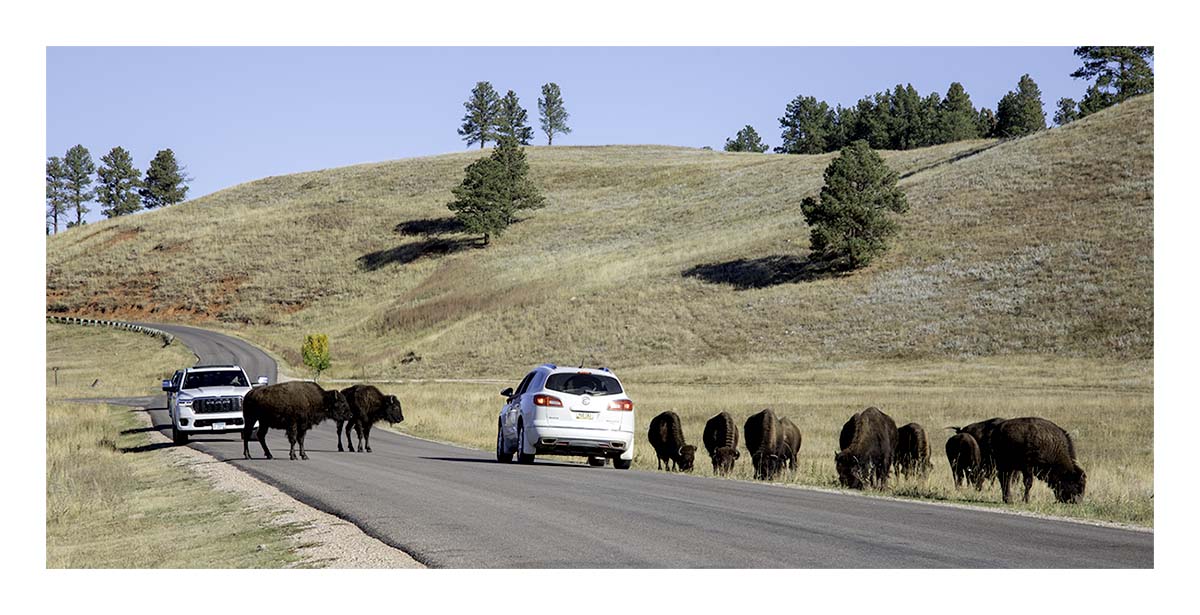 Custer State Park