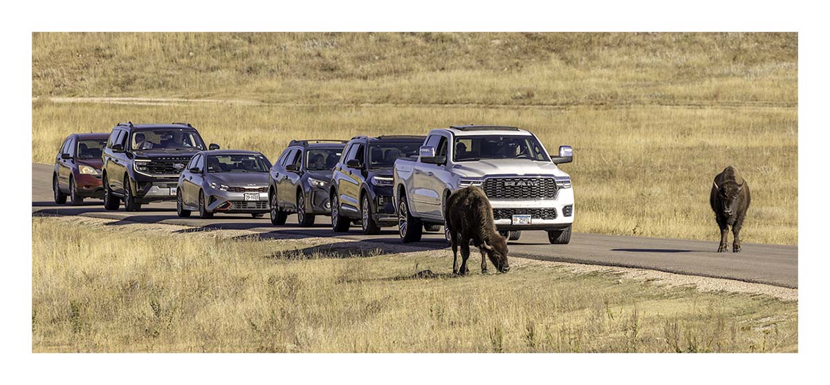 Custer State Park