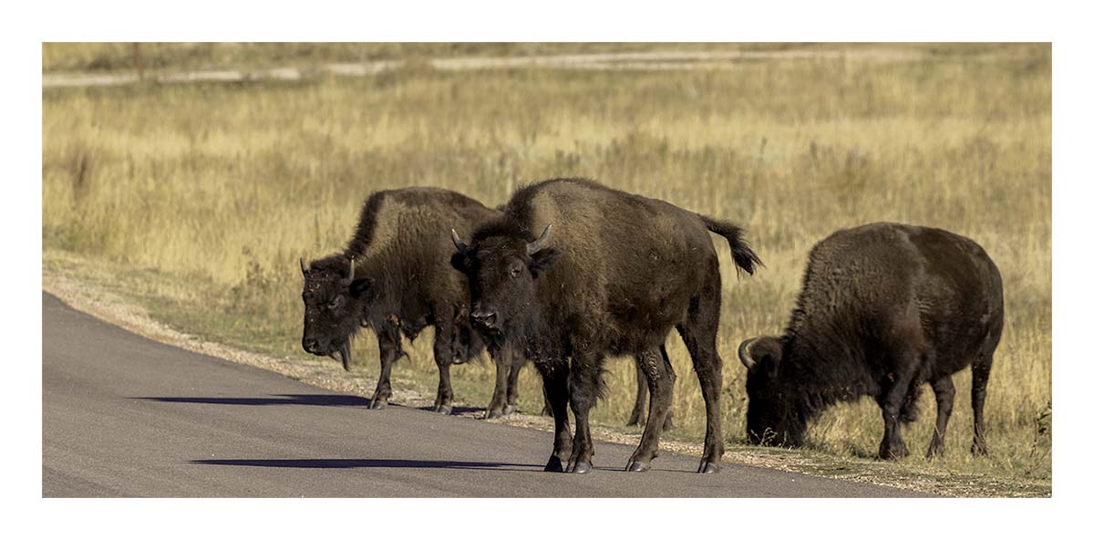 Custer State Park