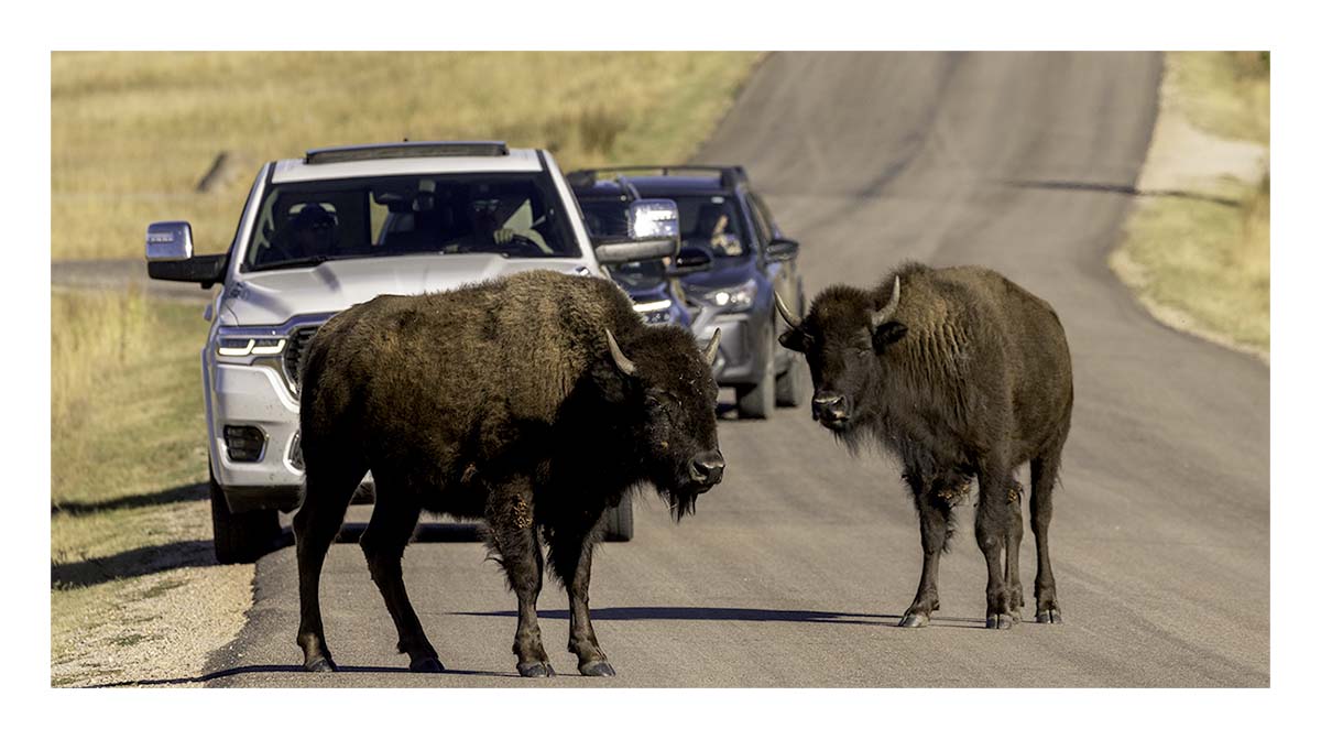 Custer State Park