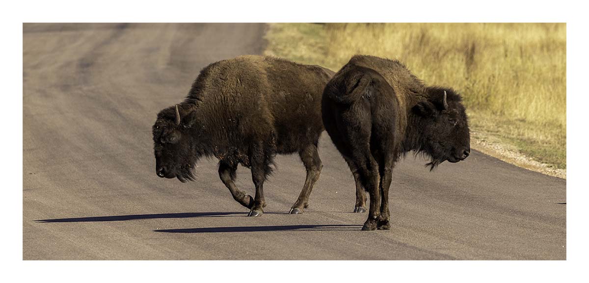 Custer State Park