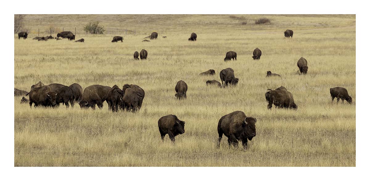Custer State Park