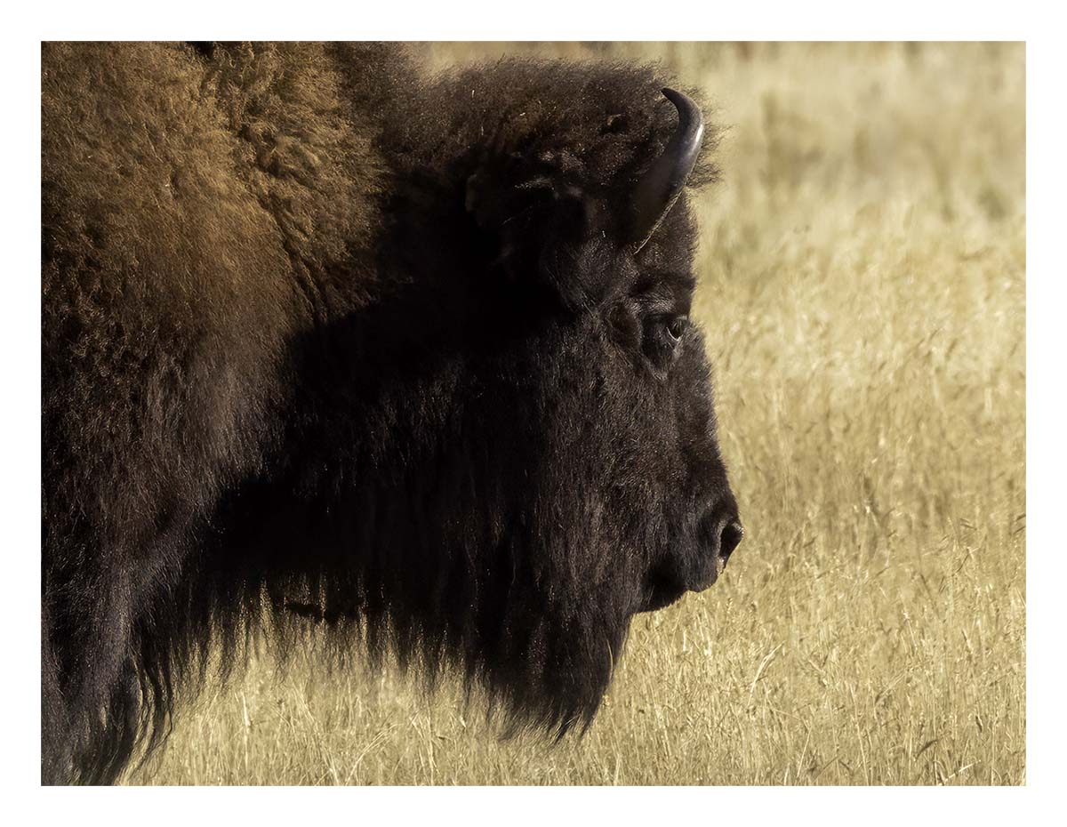 Custer State Park