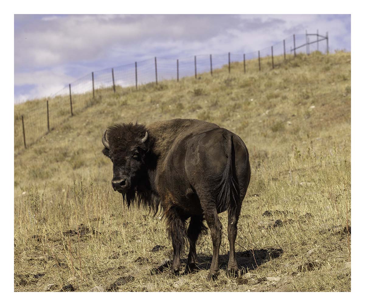 Custer State Park