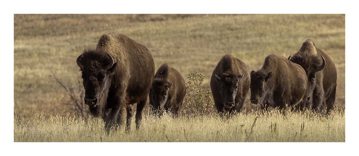 Custer State Park