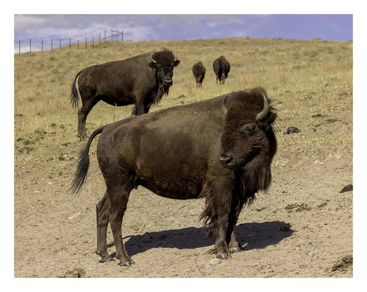 Custer State Park