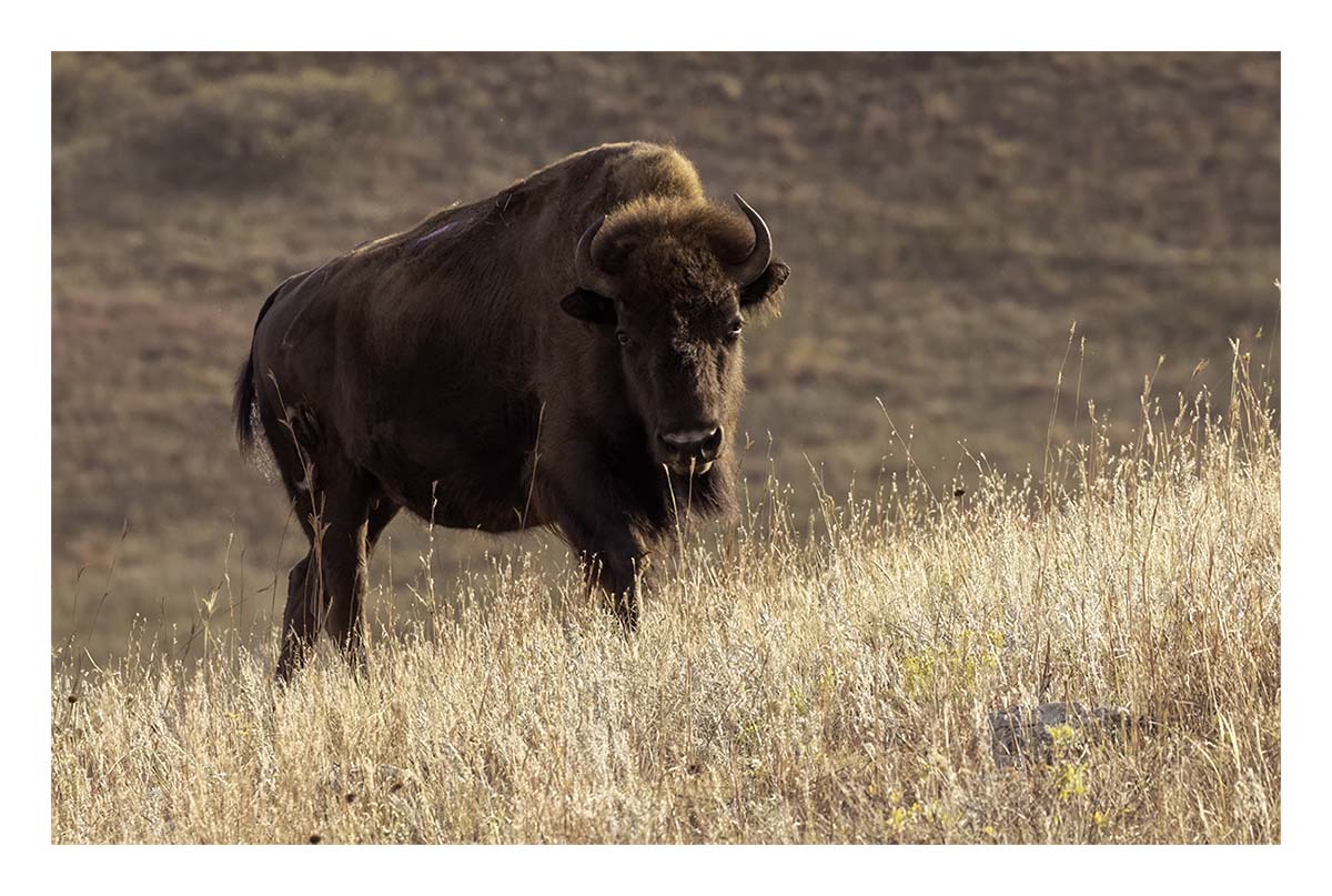 Custer State Park