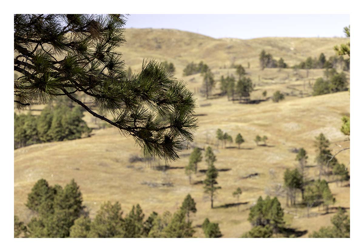 Custer State Park