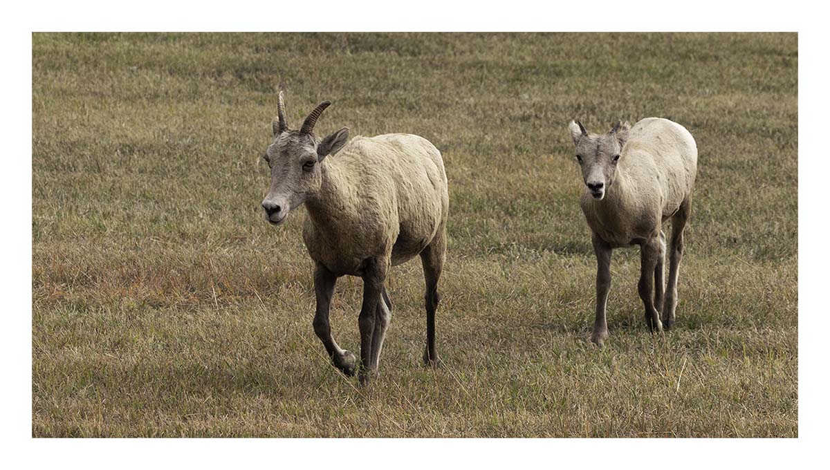 Custer State Park
