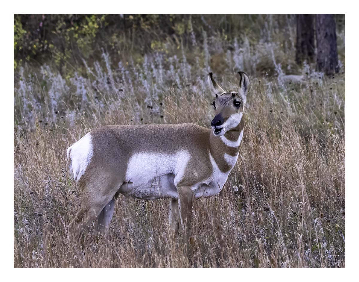 Custer State Park