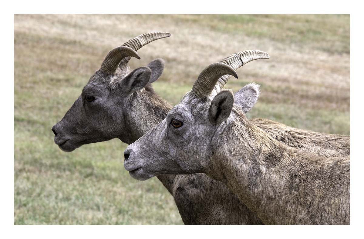 Custer State Park