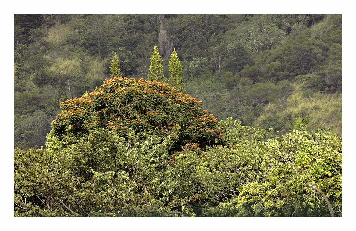 Wailua River SP - Kaua'i Hawai'i