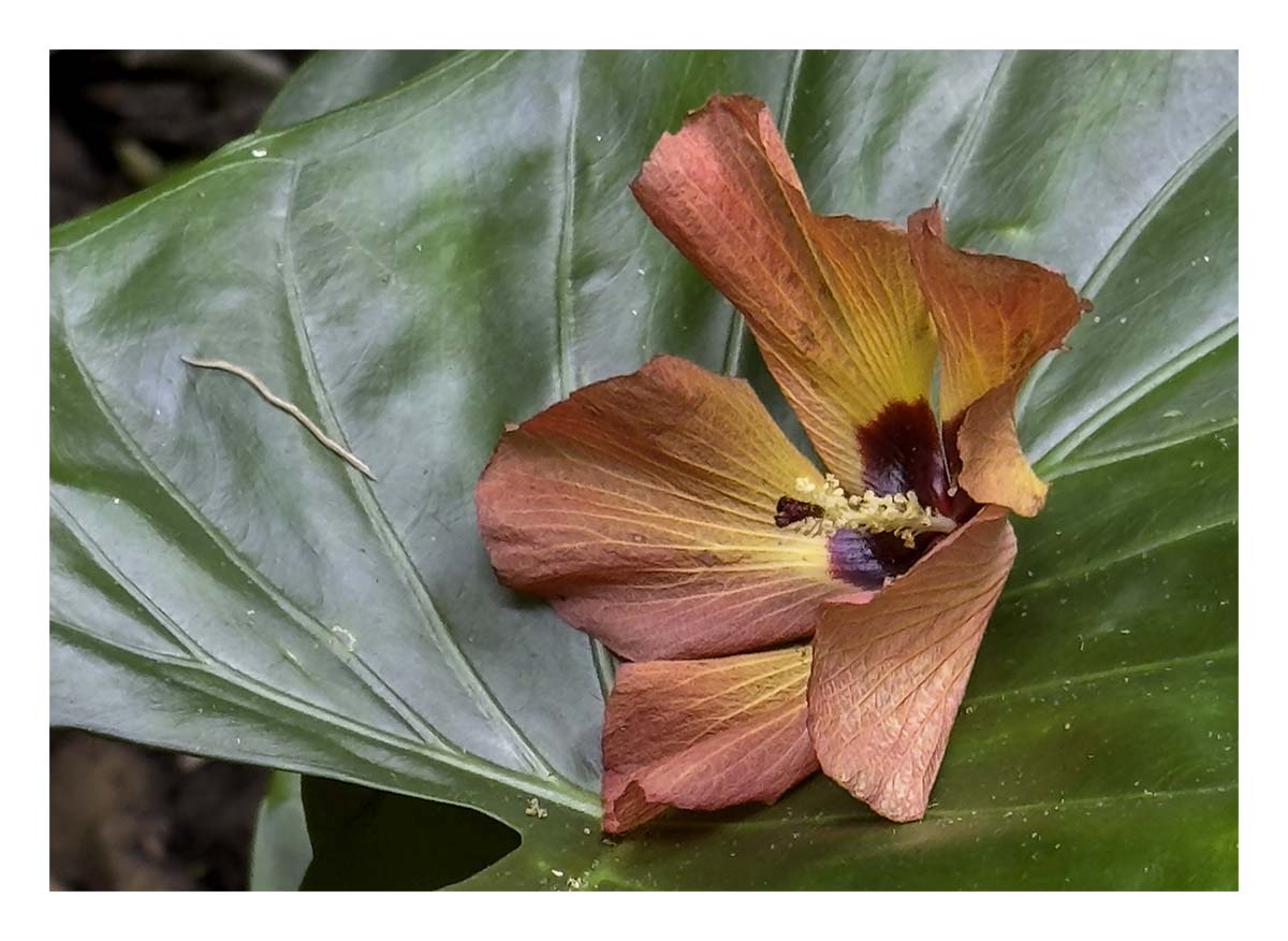 Wailua River SP - Kaua'i Hawai'i