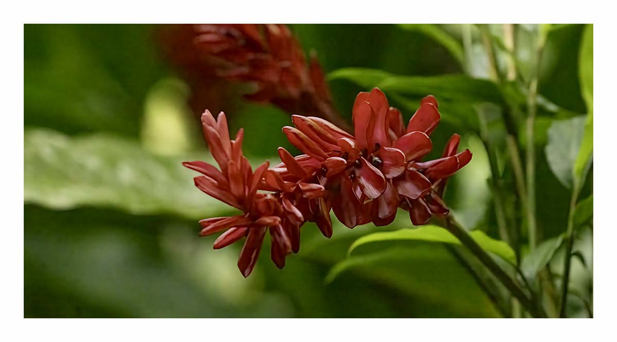 Wailua river State Park