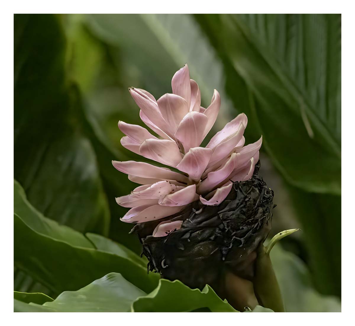Wailua river State Park