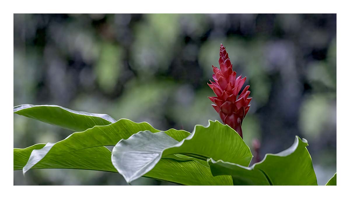 Wailua river State Park