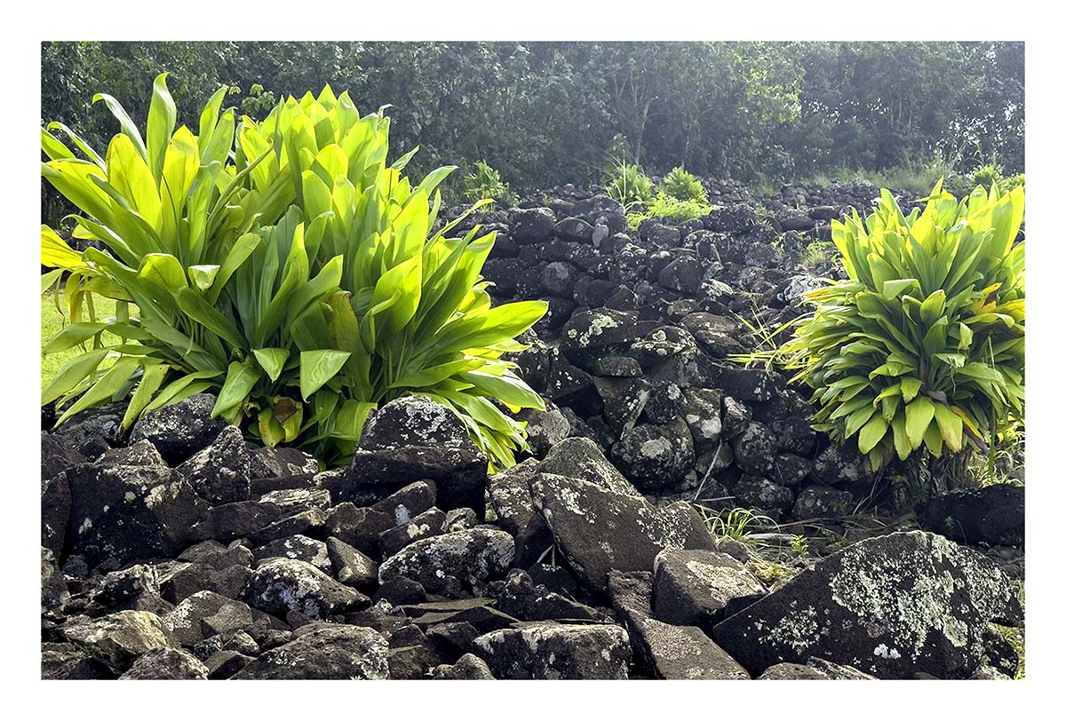 Kauai Museum