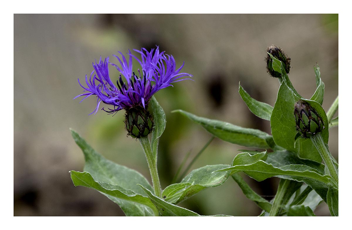 Knapweed