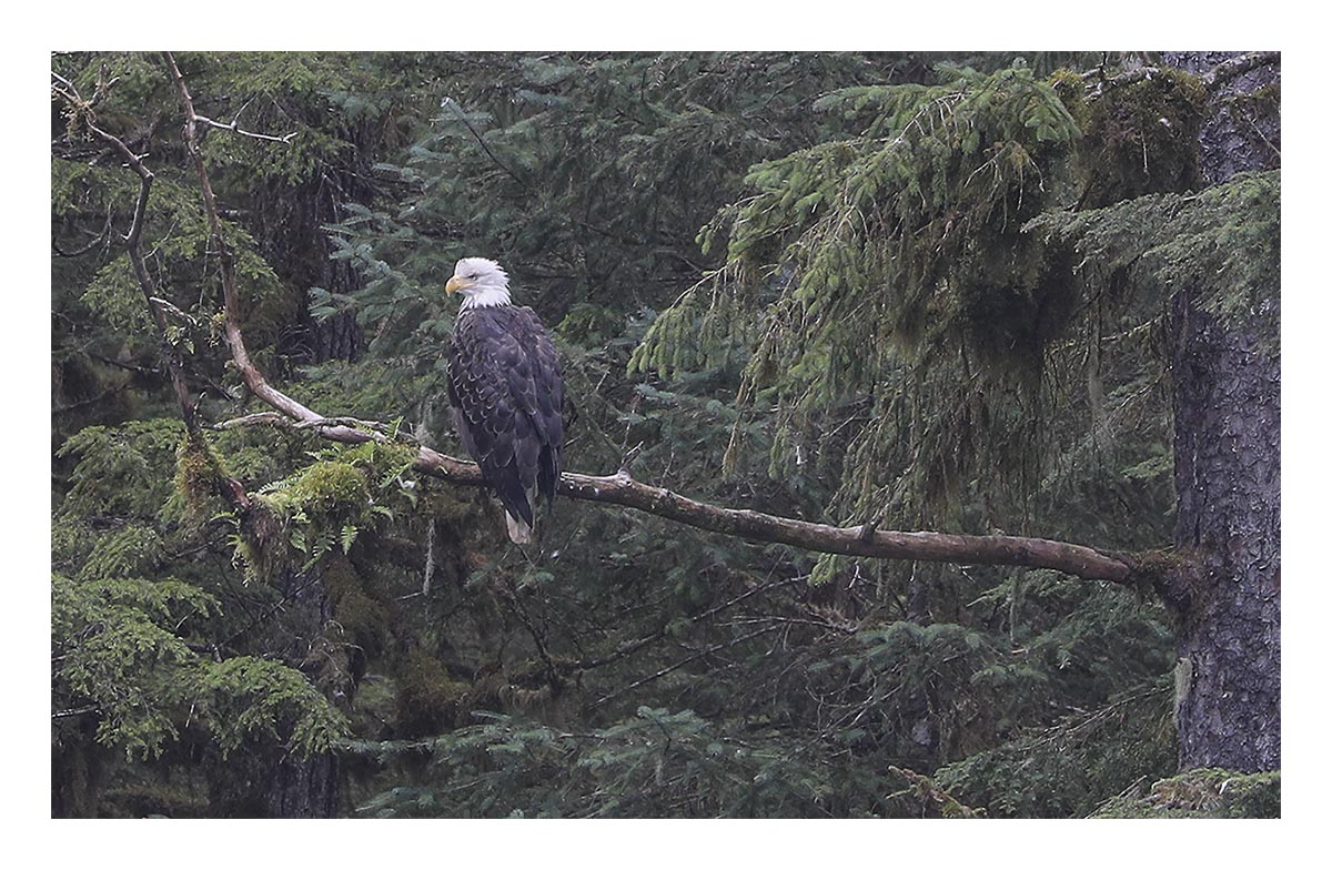 Bald Eagle