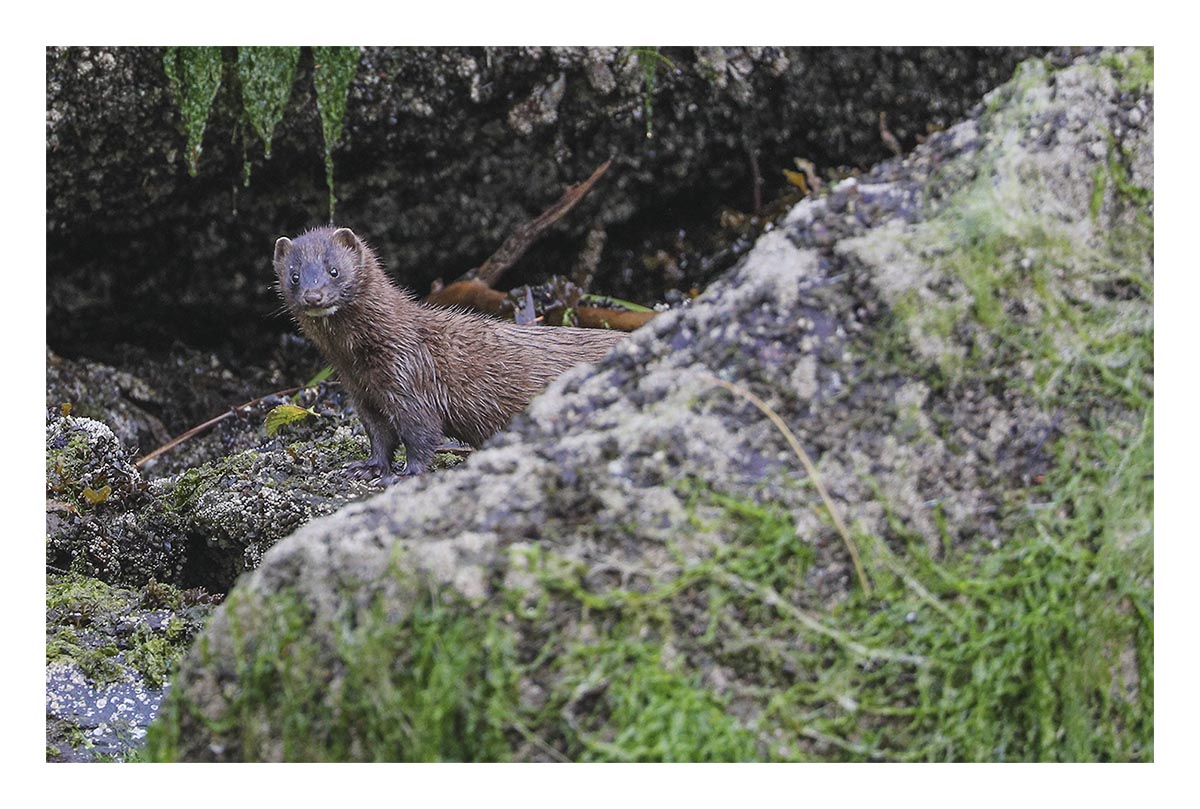 Alaska
