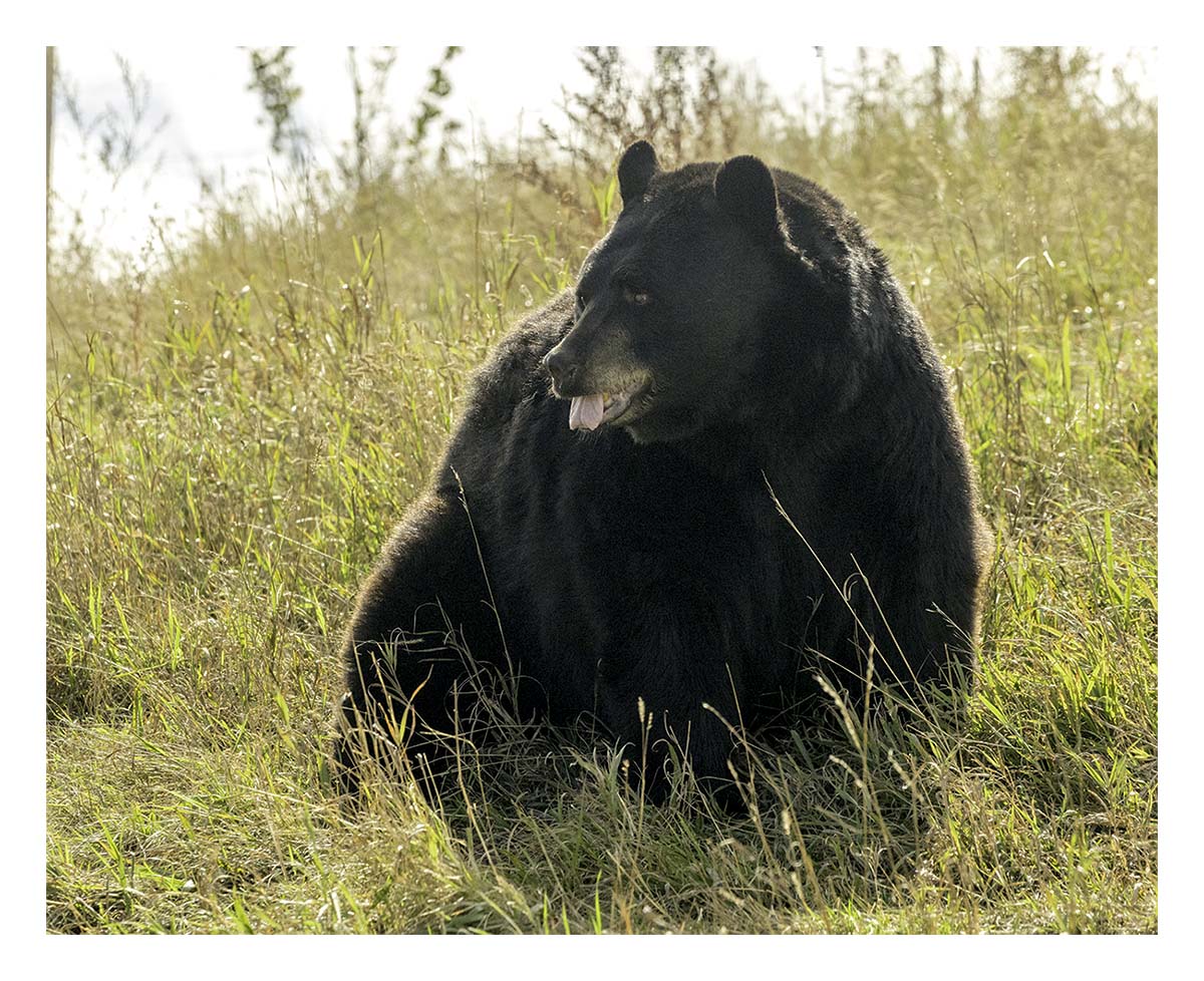 Bear Country USA